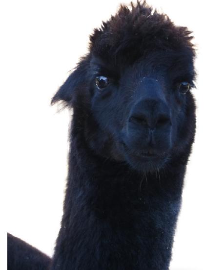 Knuffige Hofbewohner: Alpakas. Knuffige Hofbewohner: Alpakas.