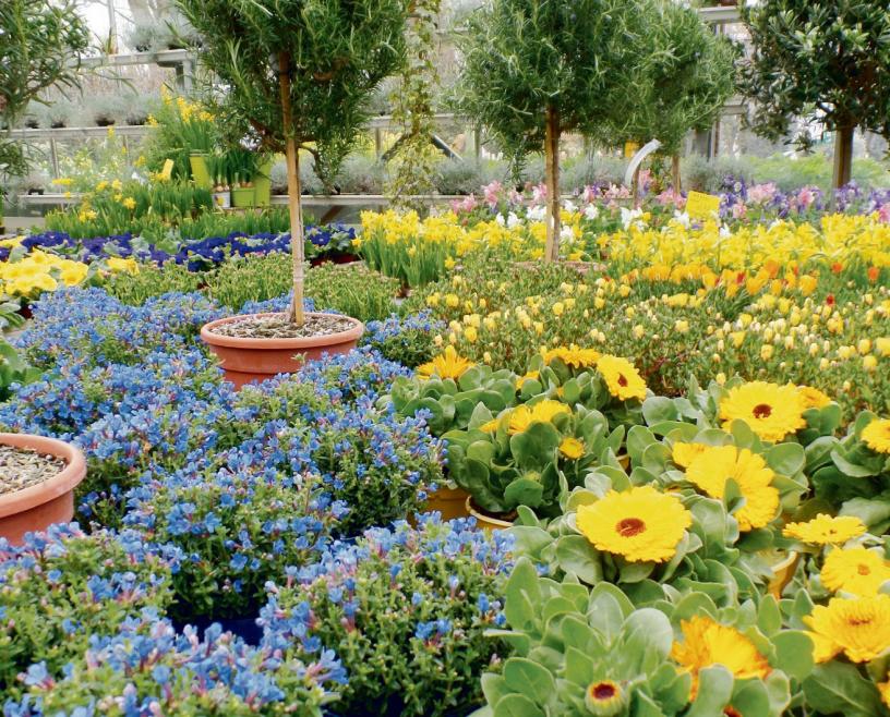 Frühlingsblüher in Hülle und Fülle sorgen jetzt in den Gartencentern für einen wahren Farbenrausch Fotos: Bennett Skibbe