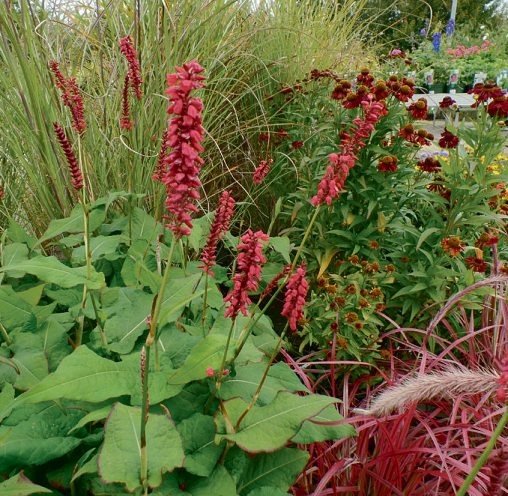 Der herbstliche Garten wartet auf mit einem Feuerwerk an Farben. Blumen und Gräser leuchten hier in verschiedenen Rottönen Foto: Skibbe