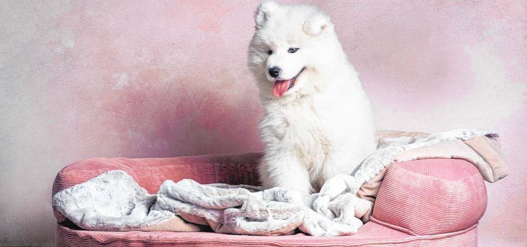Auch wenn der Welpe so ausschaut: Ein Hund ist kein reines Kuscheltier, auch kein Statussymbol oder ein Spielpartner für Kinder. Wer sich für einen „vierpfotigen Partner“ entscheidet, muss dauerhaft Verantwortung übernehmen. BILDER: nuzza11 - stock.adobe.com, Alexandra Dusin Auch wenn der Welpe so ausschaut: Ein Hund ist kein reines Kuscheltier, auch kein Statussymbol oder ein Spielpartner für Kinder. Wer sich für einen „vierpfotigen Partner“ entscheidet, muss dauerhaft Verantwortung übernehmen. BILDER: nuzza11 - stock.adobe.com, Alexandra Dusin