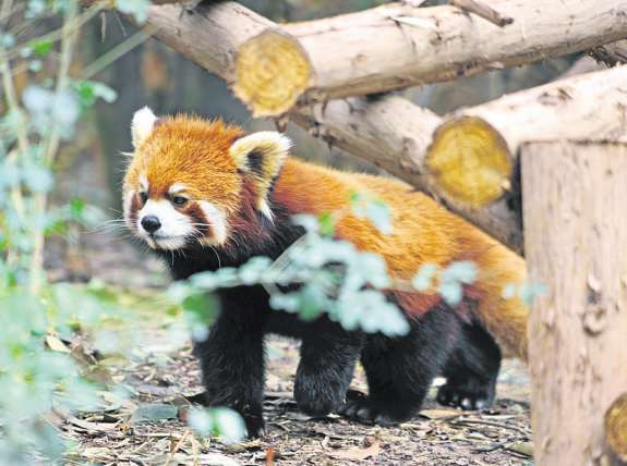 Auch um den vom Aussterben bedrohten Roten Panda kümmert man sich in der Pandaaufzuchtstation in Chengdu PA/REINHARD KAUFHOLD Auch um den vom Aussterben bedrohten Roten Panda kümmert man sich in der Pandaaufzuchtstation in Chengdu PA/REINHARD KAUFHOLD