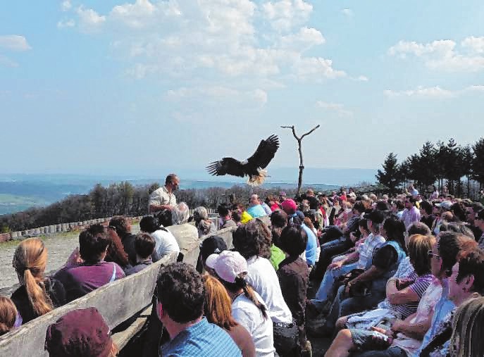 Die Flugschauen mit majestätischen Vögeln und die Elche sind beliebte Anziehungspunkte im Wildpark Potzberg. Bilder: Wildpark Potzberg Die Flugschauen mit majestätischen Vögeln und die Elche sind beliebte Anziehungspunkte im Wildpark Potzberg. Bilder: Wildpark Potzberg