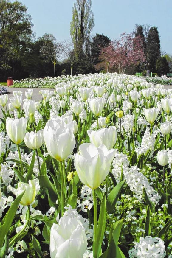 ... und im Luisenpark. ... und im Luisenpark.