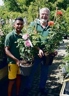 Werner Pein (l.) und sein Mitarbeiter Subash Krause vom Blumenhof Pein in Halstenbek halten eine große Auswahl an Rosen für ihre Kunden parat, wie hier eine des Züchters David Austin