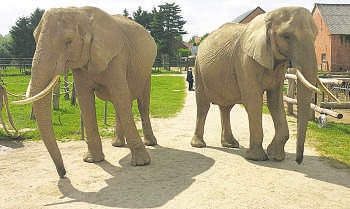 Auf dem rund 40.000 Quadratmeter großen Areal kann man die Elefanten hautnah erleben Foto: wb