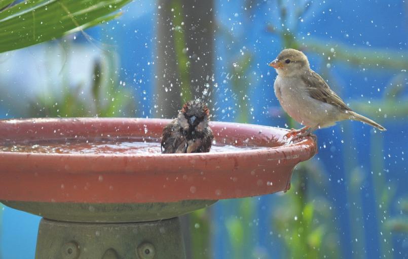 Meistens dauert es gar nicht lange und mehrere Tiere balgen sich an der Wasserstelle, dass es spritzt. Haussperlinge, wie hier auf unserem Bild, planschen gern im Wasser Foto: Welzhofer/fotolia