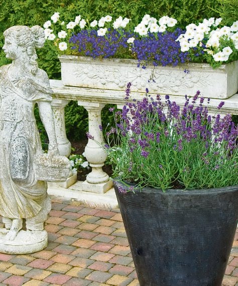 Mit Lavendel in Kübeln holt man sich das Urlaubs-Feeling auf die Terrasse Foto: Helix