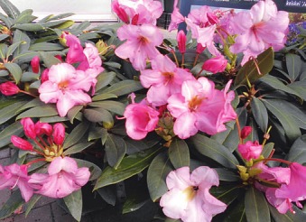 Lockere rosa Blüten mit Wildcharakter sind beim Rhododendron „Herbstzauber“ der Hingucker