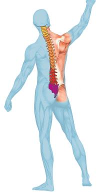 Vom Hals bis zum Steißbein wird die Wirbelsäule durch miteinander verbundene Muskelketten aufgerichtet und stabilisiert