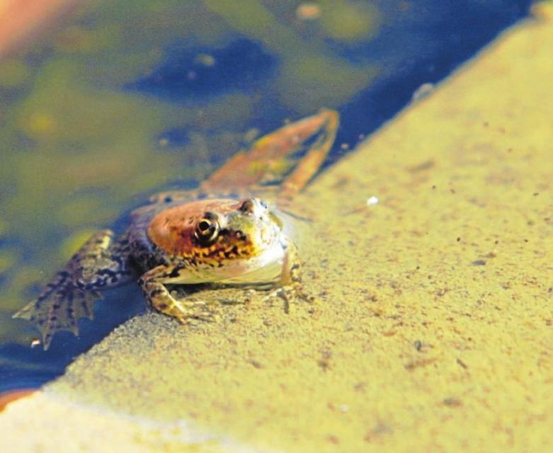 Ein Frosch auf Beton sieht meist keiner rosigen Zukunft entgegen. In den Regenrückhaltebecken entlang der B 300 aber scheinen sie sich wohlzufühlen. Vielleicht ist das manchem Naturschützer zumindest ein kleiner Trost. Fotos: Bastian Brummer Ein Frosch auf Beton sieht meist keiner rosigen Zukunft entgegen. In den Regenrückhaltebecken entlang der B 300 aber scheinen sie sich wohlzufühlen. Vielleicht ist das manchem Naturschützer zumindest ein kleiner Trost. Fotos: Bastian Brummer