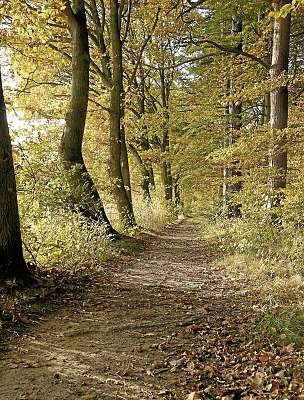 Bei einem Waldspaziergang im Ruheforst einfach einmal die Seele baumeln lassen. FOTO: HFR Bei einem Waldspaziergang im Ruheforst einfach einmal die Seele baumeln lassen. FOTO: HFR