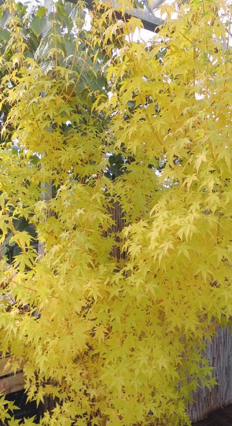 Gelbes Herbstlaub und eine gelbe Winterrinde sind die besonderen Eigenschaften des Fächerahorns „Bi hoo“
