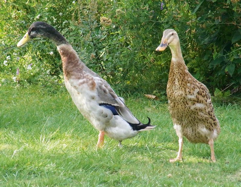 Laufenten sind seit vielen Jahren ein Geheimtipp der Familie Wiese. Foto:Photowerk Laufenten sind seit vielen Jahren ein Geheimtipp der Familie Wiese. Foto:Photowerk