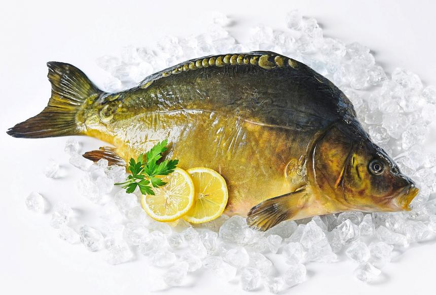 Jetzt ist wieder Karpfenzeit: Man kann ihn in vielen Gaststätten und Restaurants genießen. Oder man kauft ein frisches Exemplar beim Teichwirt und bereitet es zu Hause selbst zu. Foto: Getty Images Jetzt ist wieder Karpfenzeit: Man kann ihn in vielen Gaststätten und Restaurants genießen. Oder man kauft ein frisches Exemplar beim Teichwirt und bereitet es zu Hause selbst zu. Foto: Getty Images