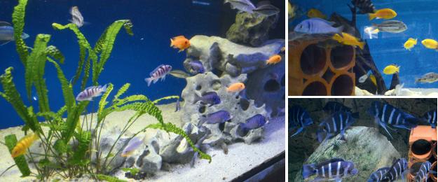 Faszinierende Unterwasserwelt: Neben farbenprächtigen tropischen Malawi-Buntbarschen tummeln sich auch noch weitere prachtvolle Zierfische in den vielen Aquarien. Faszinierende Unterwasserwelt: Neben farbenprächtigen tropischen Malawi-Buntbarschen tummeln sich auch noch weitere prachtvolle Zierfische in den vielen Aquarien.