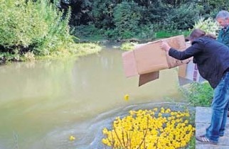 400 Enten schwimmen um die Wette. 400 Enten schwimmen um die Wette.