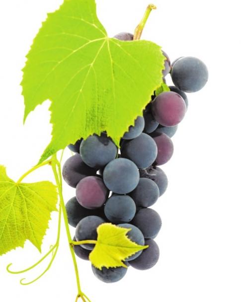 Auch in Sachsen-Anhalt wird Wein angebaut ISTOCK/ZIVA_K Auch in Sachsen-Anhalt wird Wein angebaut ISTOCK/ZIVA_K