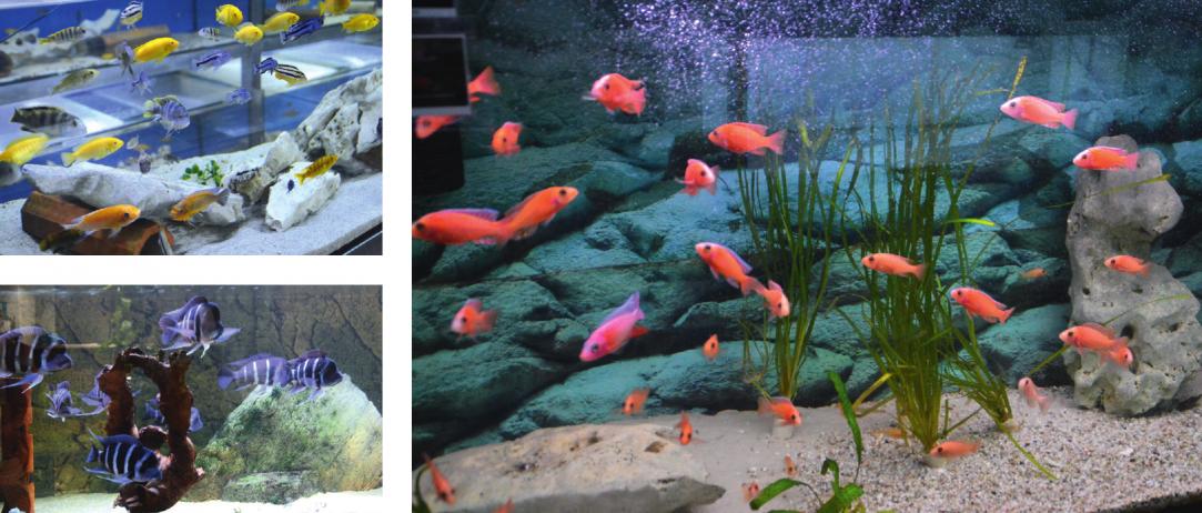 Über hundert verschiedene Arten von Fischen kann man in den Räumen der Malawizucht Ummern bewundern. Rund 45.000 Liter Wasser fassen die Aquarien, die Wassertemperatur liegt konstant bei 24° bis 26° Celsius, damit sich die Bewohner der Becken pudelwohl fühlen. © Napat Polchoke/123RF, Laurent Renault/123RF Über hundert verschiedene Arten von Fischen kann man in den Räumen der Malawizucht Ummern bewundern. Rund 45.000 Liter Wasser fassen die Aquarien, die Wassertemperatur liegt konstant bei 24° bis 26° Celsius, damit sich die Bewohner der Becken pudelwohl fühlen. © Napat Polchoke/123RF, Laurent Renault/123RF