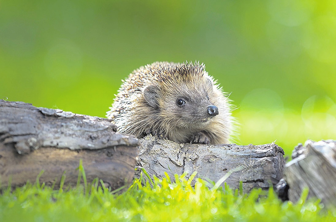 Igel müssen sich ausreichend Fettpolster anfuttern, um gut über den Winter zu kommen. Foto: NABU/Andreas Bobanac Igel müssen sich ausreichend Fettpolster anfuttern, um gut über den Winter zu kommen. Foto: NABU/Andreas Bobanac