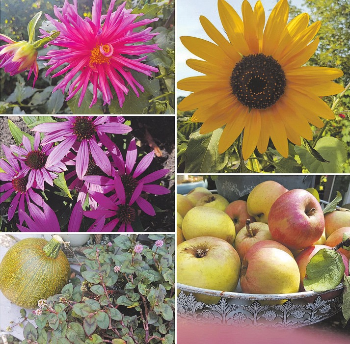 Leuchtende Farben im Herbstbeet: Dahlie (von links im Uhrzeigersinn), Sonnenblume, Äpfel, Kürbis und roter Sonnenhut Fotocollage: Bennett Skibbe