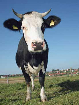 Dank der ökologischen Viehwirtschaft wachsen die Tiere artgerecht auf Foto: MEV
