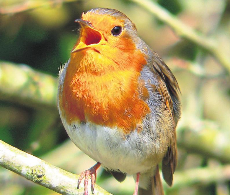 Die Melodie heimischer Vögel wie dem Rotkehlchen gilt es, auf der Wanderung zu erkennen. Foto: Kevin McGrath/Fotolia.de