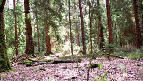 Den Wald vor lauter Bäumen spüren: Shinrin-Yoku – „das Baden in Waldluft“ – wird in Japan seit 1980 als gesundheitsfördernd angesehen und seit 2012 als Waldmedizin von Ärzten gegen Stress, Herz-Kreislauf-Erkrankungen und sogar Krebs empfohlen. Foto: Laudin