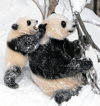 Pandajunge Tai Shan mit Mama Mei Xiang im Zoo von Washington, 2006 PA/WOLFGANG KUMM (2) Pandajunge Tai Shan mit Mama Mei Xiang im Zoo von Washington, 2006 PA/WOLFGANG KUMM (2)