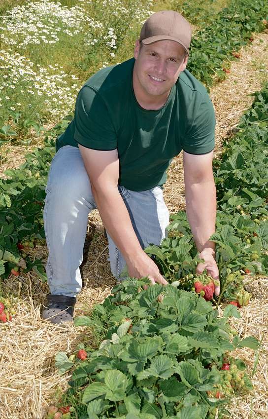 Auf den Erdbeerfeldern kann Tim Plüschau zeigen, warum die leckeren Früchte im Englischen Strawberries heißen. Eine Strohunterlage auf dem Feld schützt die köstlichen Erdbeeren vor Verschmutzung und Feuchtigkeit Fotos: Kuno Klein