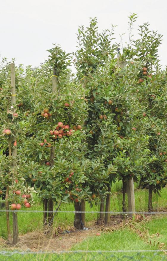 Am Tag des offenen Hofes werden auch die Apfelplantagen bei einer Treckerrundfahrt besucht Foto: Kuno Klein