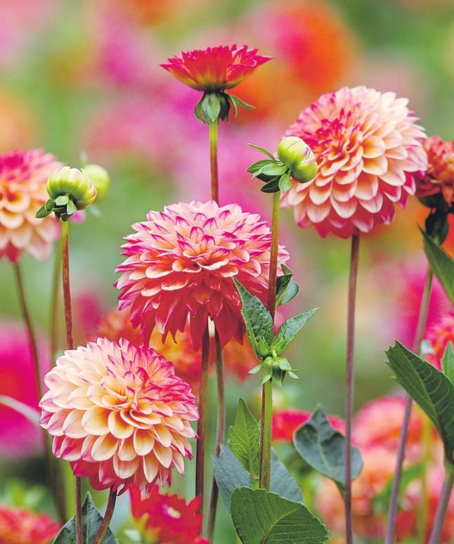 Die Pompon-Dahlie Dahlstein ist sehr beliebt Foto: Botanischer Garten Köln