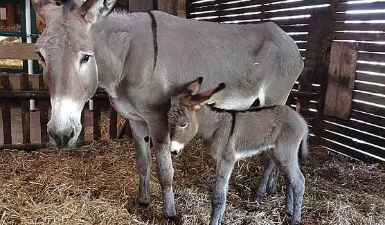 Eselfohlen Lucie ist am 30. Mai geboren worden. FOTO: HFR Eselfohlen Lucie ist am 30. Mai geboren worden. FOTO: HFR