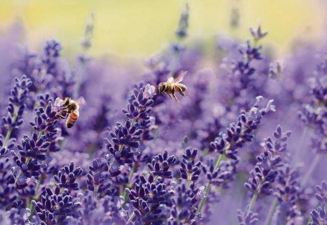 Bienen lieben Lavendel. Was jeder einzelne in seinem kleinen und großen Grün für die lebenswichtigen Insekten tun kann, ist am Sonnabend, 30. Juni, in der Baumschule Andresen zu erfahren Foto: pixabay