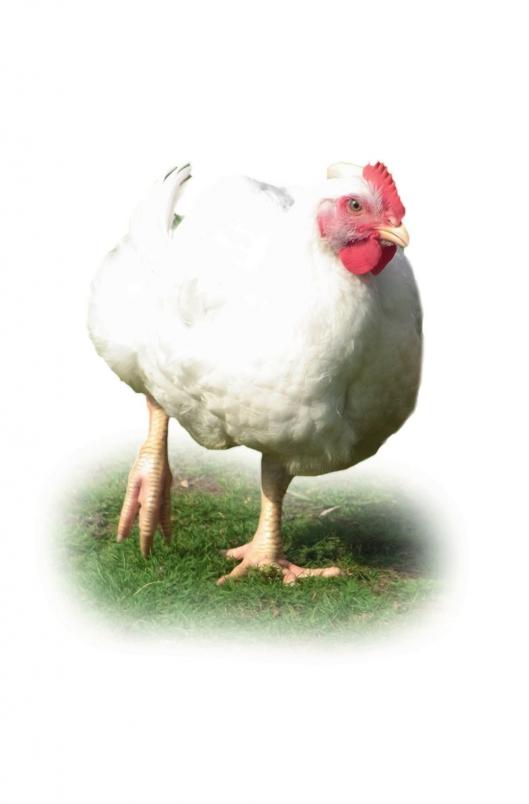 Rundum glücklich: Auch die Masthähnchen genießen den ganzen Tag Freilauf. Foto: Photowerk Rundum glücklich: Auch die Masthähnchen genießen den ganzen Tag Freilauf. Foto: Photowerk