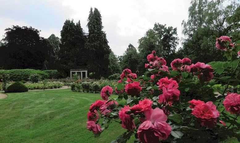 Der Rosengarten auf dem Ohlsdorfer Friedhof Fotos (3): Hamburger Friedhöfe