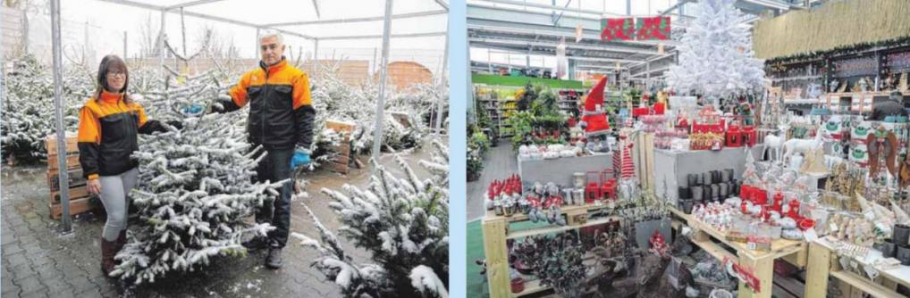 Christbaume Und Viele Weihnachtliche Must Haves Im Obi Fachmarkt Leutkirch Schwabische Zeitung