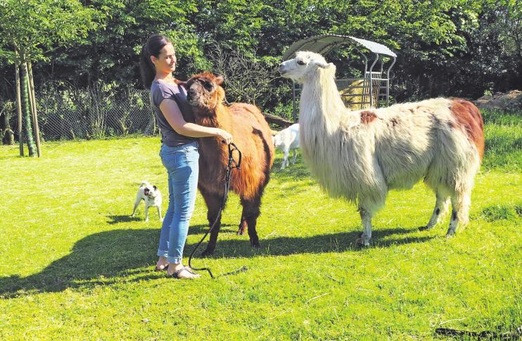 Die vier Lamas von...