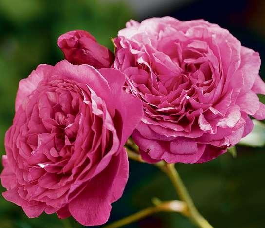Rosen Tantau Rosenzüchter Nostalgische Strauchrose