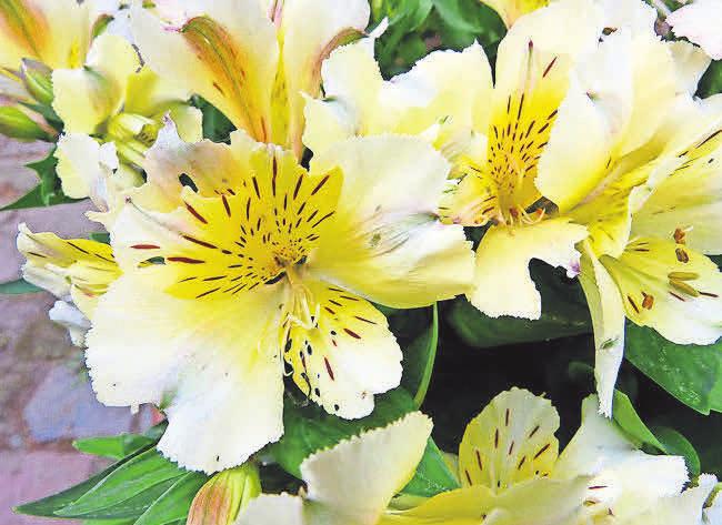 Spaziergänger können im Botanischen Garten vorbeischauen. FOTOS: WEISSE FLOTTE POTSDAM, WINFRIED GANZER Spaziergänger können im Botanischen Garten vorbeischauen. FOTOS: WEISSE FLOTTE POTSDAM, WINFRIED GANZER