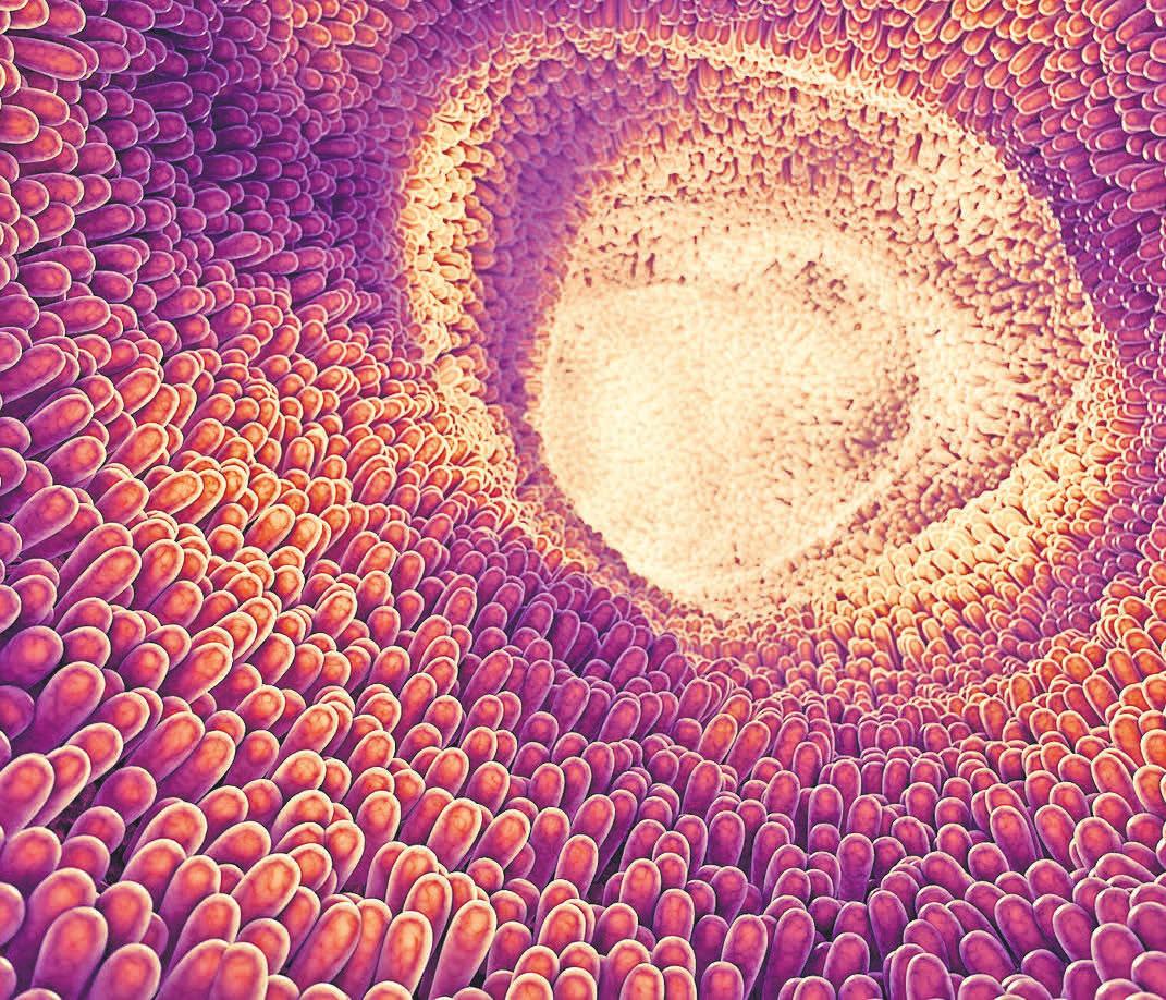 Die Darmflora stärkt das Immunsystem. FOTO: STOCK.ADOBE.COM Die Darmflora stärkt das Immunsystem. FOTO: STOCK.ADOBE.COM