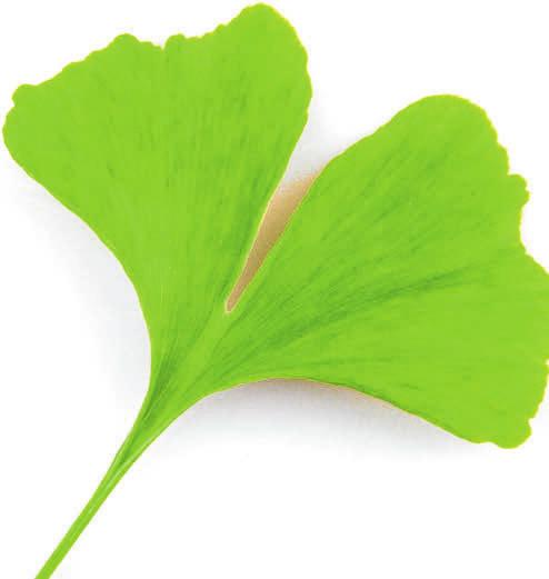 Das Ginkgo-Blatt ist das Symbol der Tour. FOTO: COLOURBOX Das Ginkgo-Blatt ist das Symbol der Tour. FOTO: COLOURBOX