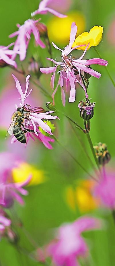 Bieten nicht nur Bienen Nahrung: Blumenwiesen. Gartenbesitzer müssen beim Anlegen ein paar Dinge beachten. FOTO: KARL-JOSEF HILDENBRAND/DPA Bieten nicht nur Bienen Nahrung: Blumenwiesen. Gartenbesitzer müssen beim Anlegen ein paar Dinge beachten. FOTO: KARL-JOSEF HILDENBRAND/DPA