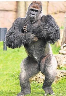 Der Silberrücken-Gorilla Kidogo ist Publikumsliebling im Zoo. Der Silberrücken-Gorilla Kidogo ist Publikumsliebling im Zoo.