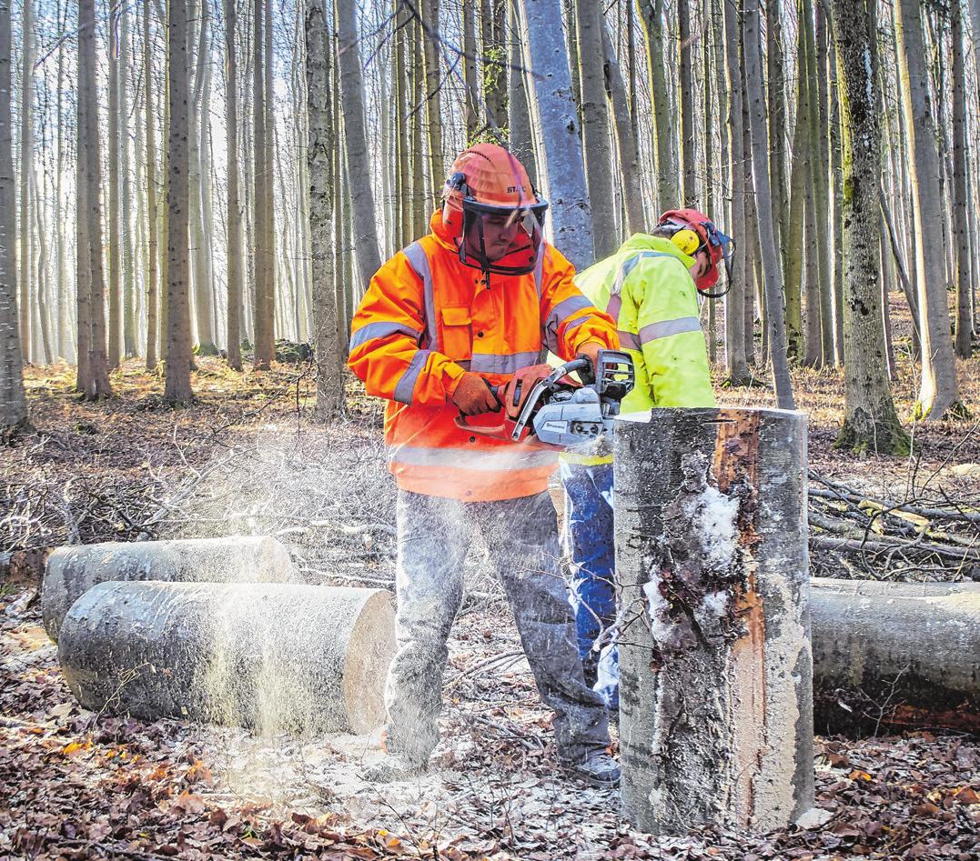 Damit Unfälle ausbleiben, muss die Arbeit im Wald stets fachkundig erledigt werden.