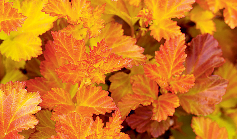 Die erste buntlaubige Blasenspiere ‘Amber Jubilee’. Foto: Bailey Nursery Die erste buntlaubige Blasenspiere ‘Amber Jubilee’. Foto: Bailey Nursery