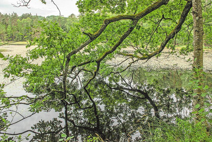 Ludwigswinkler Impressionen: zwischen Rösselsweiher ... Ludwigswinkler Impressionen: zwischen Rösselsweiher ...