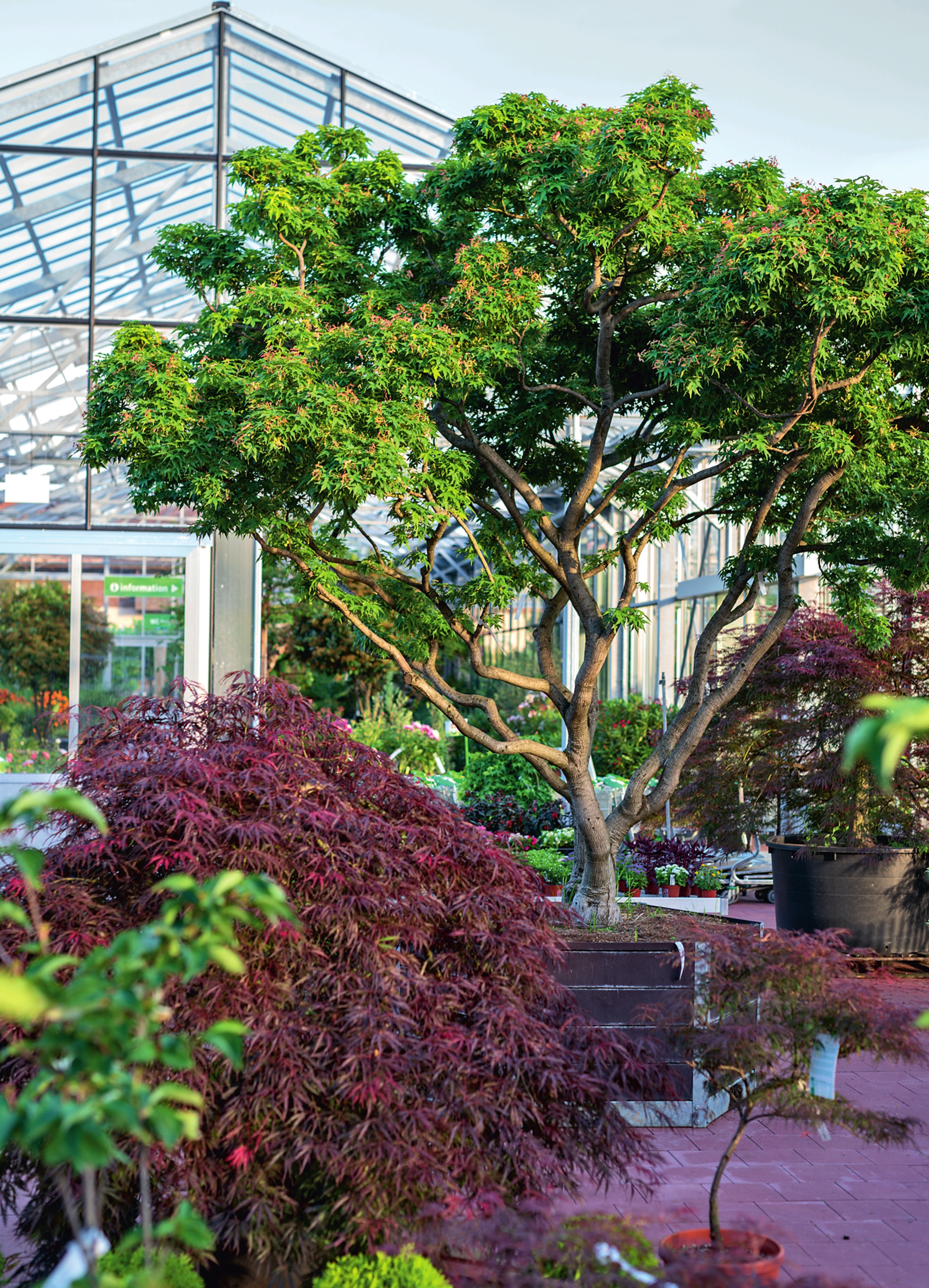 Daepp ist Spezialist für Charakterpflanzen wie Bäume, Solitärgehölze und Gartenbonsai. Daepp ist Spezialist für Charakterpflanzen wie Bäume, Solitärgehölze und Gartenbonsai.