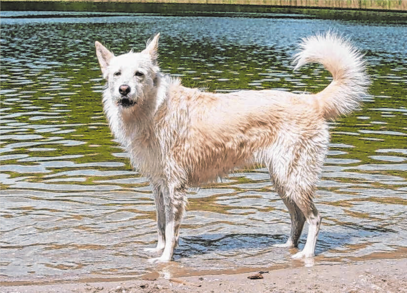 Viele Hunde freuen sich im Sommer über eine Abkühlung im Wasser. Foto: Deutscher Tierschutzbund e.V