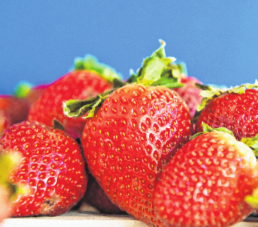 Schön aromatisch: Damit das so bleibt, bewahrt man Erdbeeren am besten ungewaschen und mit Blattkelch auf. FOTO: A. WARNECKE, MAG Schön aromatisch: Damit das so bleibt, bewahrt man Erdbeeren am besten ungewaschen und mit Blattkelch auf. FOTO: A. WARNECKE, MAG