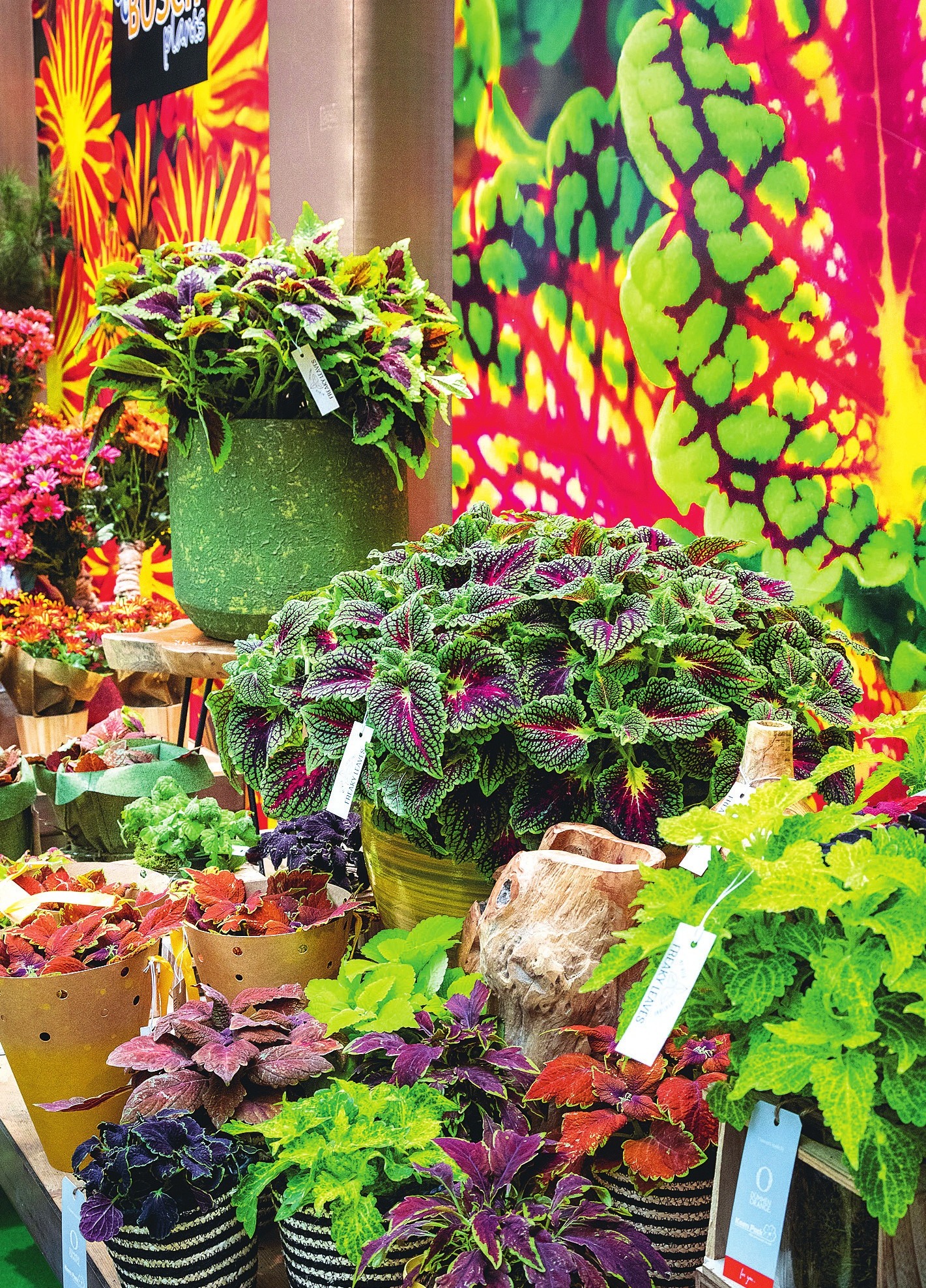 Coleus für drinnen und draußen. Coleus für drinnen und draußen.